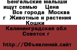 Бенгальские малыши ищут семью) › Цена ­ 5 500 - Все города, Москва г. Животные и растения » Кошки   . Калининградская обл.,Советск г.